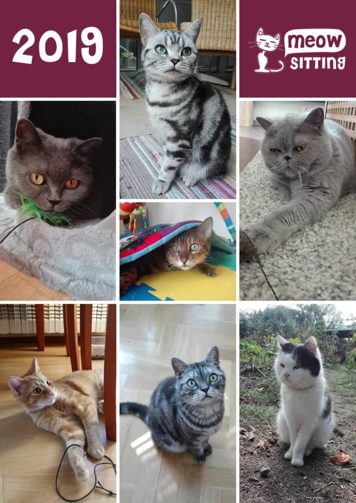 kalendář s kočkami Meow-sitting
