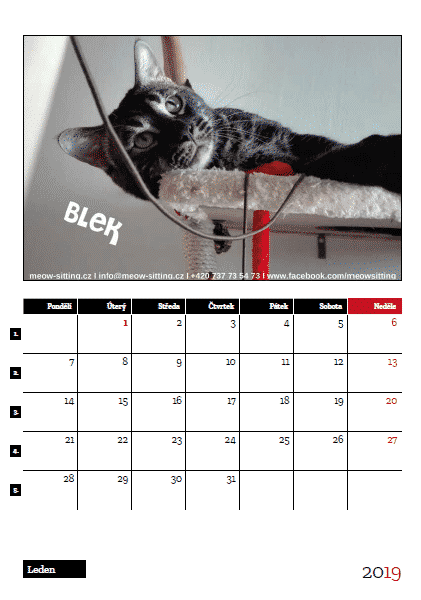 kočičí kalendář s kočkami Meow-sitting